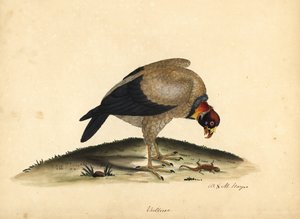 Koninggier door William Hayes