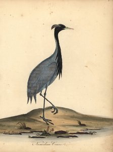 Juffrouw kraanvogel, Anthropoides virgo (Numidische kraanvogel, Ardea virgo). Handgekleurde kopergravure van een illustratie door Ann en Emily Hayes uit William Hayes