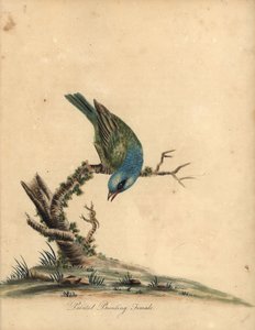 Geelgors, Passerina ciris, vrouwtje. Bijna bedreigd. Handgekleurde kopergravure van een illustratie door William Hayes uit Portretten van Zeldzame en Curieuze Vogels uit de Menagerie van Osterly Park (Londen: Bulmer) door William Hayes