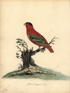 Roodnek lori, Lorius domicella. Bedreigd. Handgekleurde kopergravure van een illustratie door William Hayes uit Portretten van Zeldzame en Curieuze Vogels uit de Menagerie van Osterly Park, Londen door William Hayes