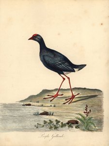 Purperkoet door William Hayes