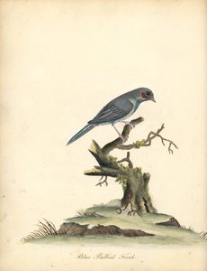 Roodwangcordonbleu, Uraeginthus bengalus. Handgekleurde kopergravure van een illustratie door William Hayes uit Portretten van zeldzame en curieuze vogels uit de Menagerie van Osterly Park door William Hayes