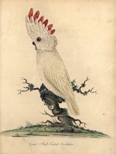 Zalmkuifkaketoe, Cacatua moluccensis. Bedreigd. Handgekleurde kopergravure van een illustratie door William Hayes uit Portretten van Zeldzame en Curieuze Vogels uit de Menagerie van Osterly Park, Londen