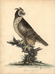 Velduil, Asio flammeus. Handgekleurde kopergravure van een illustratie door William Hayes en zijn dochter M (Matilda) uit Portretten van Zeldzame en Curieuze Vogels uit de Menagerie van Osterly Park, Londen: Bulmer door William Hayes