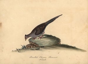 Zilverfazant, Lophura nycthemera, vrouwtje. Handgekleurde kopergravure van een illustratie door Matilda Hayes uit William Hayes