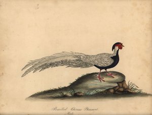 Zilverfazant, Lophura nycthemera, mannetje. Handgekleurde kopergravure van een illustratie door C. Hayes uit William Hayes