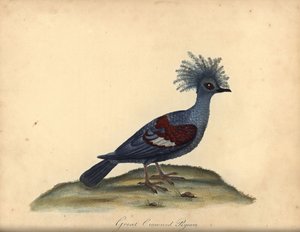 Westelijke gekroonde duif, Goura cristata. Kwetsbaar. Handgekleurde kopergravure van een illustratie door William Hayes uit Portretten van Zeldzame en Curieuze Vogels uit de Menagerie van Osterly Park, Londen door William Hayes