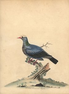 Witgekroonde duif, Patagioenas leucocephala. Bijna bedreigd. Handgekleurde kopergravure van een illustratie door William Hayes uit Portretten van Zeldzame en Curieuze Vogels uit de Menagerie van Osterly Park. door William Hayes