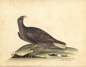 Witte zeearend, Haliaeetus albicilla. Handgekleurde kopergravure van een illustratie door William Hayes en zijn dochter M (Matilda) uit Portretten van Zeldzame en Curieuze Vogels uit de Menagerie van Osterly Park, Londen