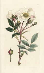 Witte hondroos, Rosa arvensis. Handgekleurde kopergravure door James Sowerby uit James Smith