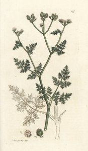 Witte kantbloem, Orlaya grandiflora (Kleine caucalis of basterd peterselie, Caucalis daucoides). Handgekleurde kopergravure door James Sowerby uit James Smith