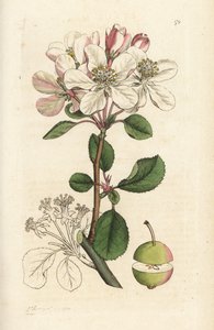 Wilde appel of krabappel, Malus domestica (Pyrus malus). Handgekleurde kopergravure door James Sowerby uit James Smith