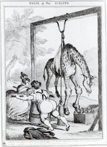 Staat van de giraffe, 1829