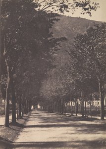 Allée van bomen, Pau door William Henri Gebhard
