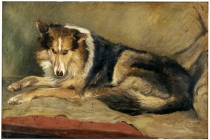 Colliehond