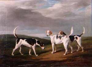 Foxhounds in een landschap