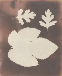 1. Vijgenblad. 2. Witte doornblad, 1839 door William Henry Fox Talbot