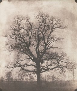 Een eik in de winter, ca. 1892-93