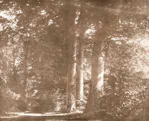 Beukenbomen, Lacock Abbey, ca. 1844 door William Henry Fox Talbot