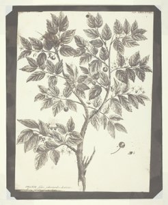 Kopie van Botanische Gravure van "Celtis" door William Henry Fox Talbot