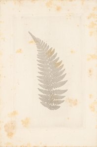 [Ver] door William Henry Fox Talbot