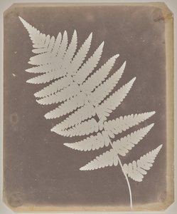 [Varen] door William Henry Fox Talbot