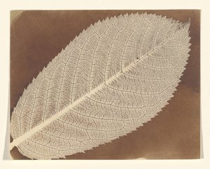 [Blad] door William Henry Fox Talbot