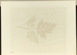 Blad van een plant door William Henry Fox Talbot