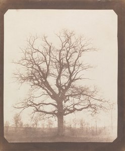 Eik in de winter door William Henry Fox Talbot