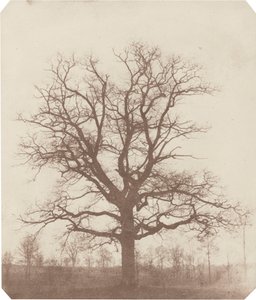 Eikenboom,midden 1840 (foto) door William Henry Fox Talbot