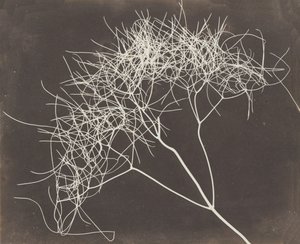 [Wilde Venkel] door William Henry Fox Talbot