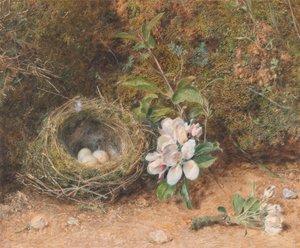 Vogelnest met Takken van Appelbloesems