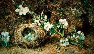 Vogelnest en hondsrozen door William Henry Hunt