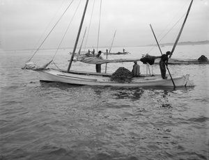 Oestervisserij, c.1890-1910