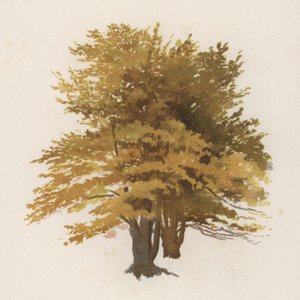 Bomen: De Beuk