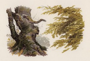 Bomen: De Beuk door William Henry James (after) Boot
