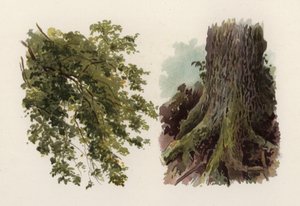 Bomen: De Iep door William Henry James (after) Boot