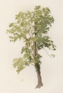 Bomen: De Iep