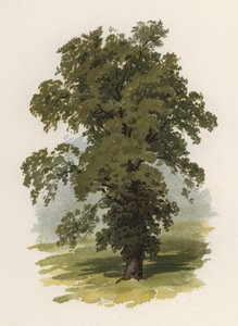 Bomen: De Iep door William Henry James (after) Boot