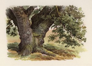 Bomen: De Eik door William Henry James (after) Boot