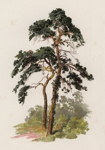 Bomen: De Schotse Den door William Henry James (after) Boot