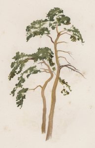 Bomen: De Grove Den door William Henry James (after) Boot
