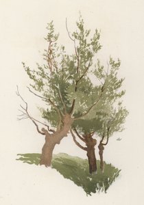 Bomen: De Wilg door William Henry James (after) Boot