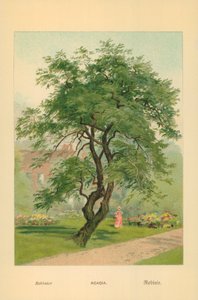 Acacia door William Henry James Boot