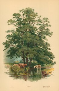 Els door William Henry James Boot