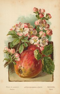 Appelbloesem en Fruit door William Henry James Boot