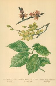 Bloemen, fruit en bladeren van de iep