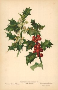 Bloemen en Bessen van de Hulst