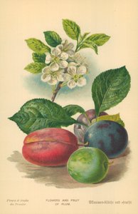 Bloemen en Fruit van de Pruim
