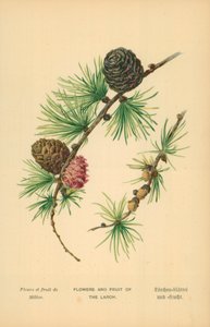 Bloemen en Vruchten van de Lariks door William Henry James Boot